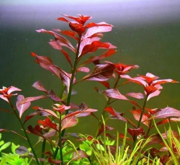 Live Aquarium Plant Bundle - 18 Stems of Ludwigia Repens, Bacopa Monnieri & Cabomba Caroliniana - Easy Freshwater Plants for Aquascaping, Filtration & Fish Tank Decoration