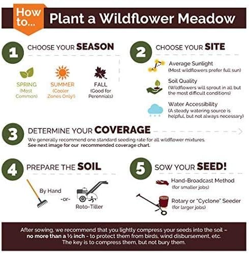 Non GMO Bulk Annual Gaillardia Blanket Flower Seed -Gaillardia pulchella (5 Lbs)