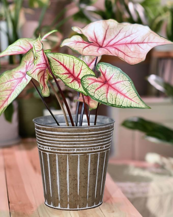 vensovo 7 Inches Brown Metal Rustic Flower Pots - 6 Pcs Medium Galvanized Planters with Drainage Hole and Rubber Plug, Rustproof Tin Bucket Plant Pot Farmhouse Vintage Style for Decor