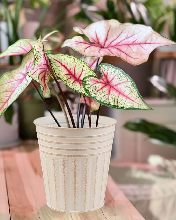 vensovo 7 Inches Beige Metal Rustic Flower Pots - 6 Pcs Medium Galvanized Planters with Drainage Hole and Rubber Plug, Rustproof Tin Bucket Plant Pot Farmhouse Vintage Style for Decor