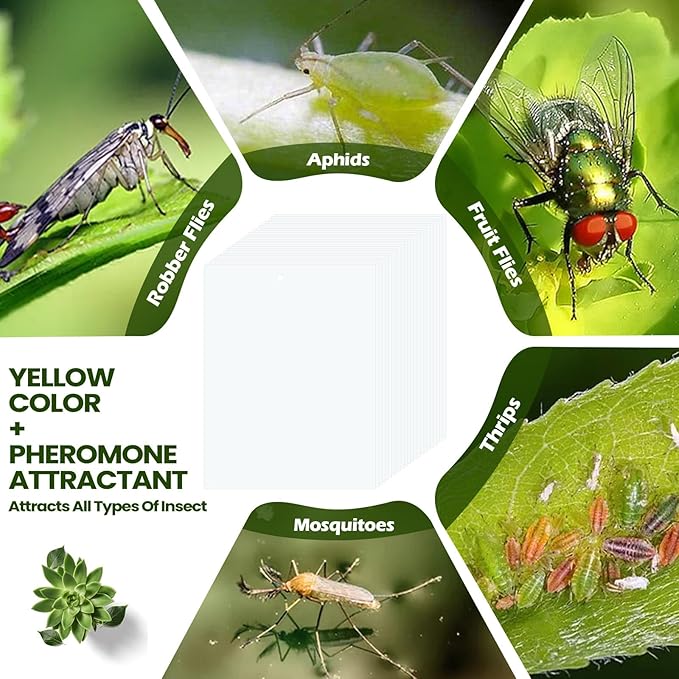 Qualirey 100 Pcs 6 x 8 Inch Sticky Traps for Plant Double Sided Sticky Trap for Gnats with Twist Ties Fly Traps for Fruit Insect Fungus Bugs Indoor Outdoor (White)