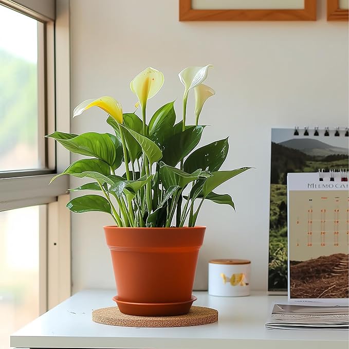 T4U 7.5 Inch Plant Pots 6 Pcs, Flower Pots for Plants, Plastic Planter Pots for Indoor Plants with Drainage Holes and Saucer (6 Pcs, 7.5")