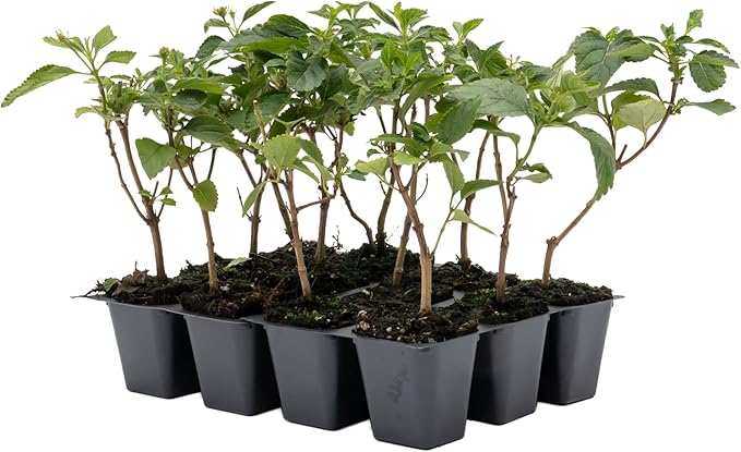 12 Dallas Red Lantana | Live Plants in 2.5-inch Nursery Cubes | Lantana Camara 'Dallas Red' Variety | Hardy Evergreen Perennial Shrub | Fiery Vibrant Blooms for Home & Garden