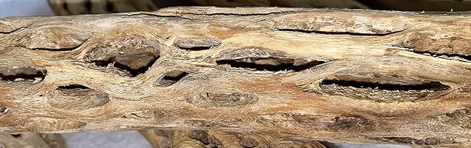 Awesome Aquatic 12 inch 2-3” Thick XL Teddy Bear/Chain Fruit/Buckhorn/Staghorn Cholla Wood Hollow Tube Wood Cactus Skeleton Tubes 12” x 2-3” Thick/Diameter (12 in x 2-3 in Diameter)