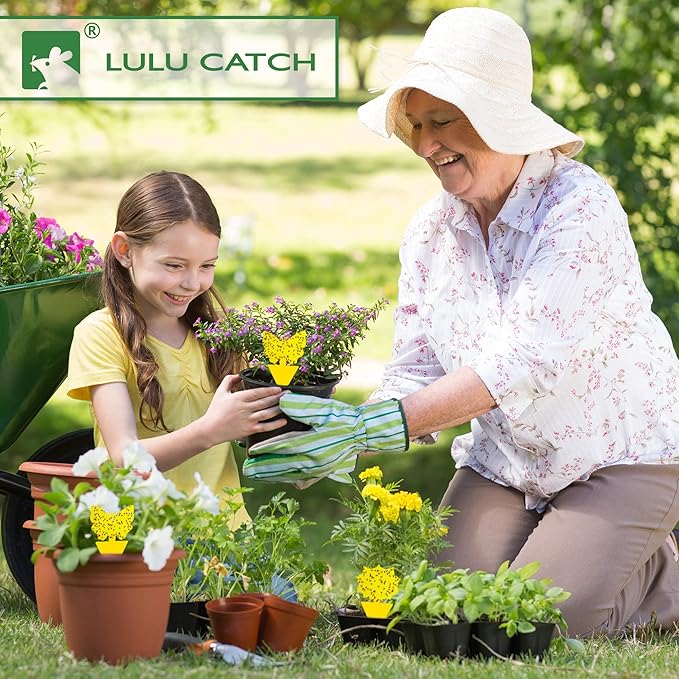 LULUCATCH Fruit Fly Sticky Trap 36 Pack, Safe Gnat Traps for Fruits, Plants, Super Sticky Fly Trap for Indoor, Outdoor, Kitchen, Insect Catcher for White Flies, Mosquitos, Fungus Gnats, Flying Insects