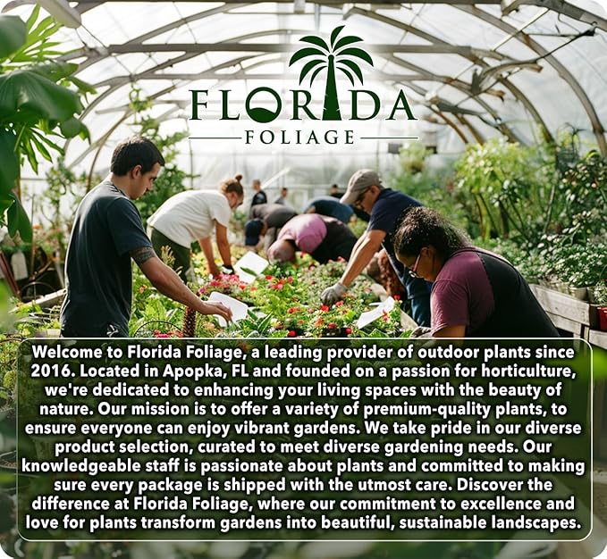 Salvia Mexican Sage Plants | 3 Live Seedlings | Salvia leucantha | Velvety Purple Flower Spikes | Drought Tolerant Landscape Perennial