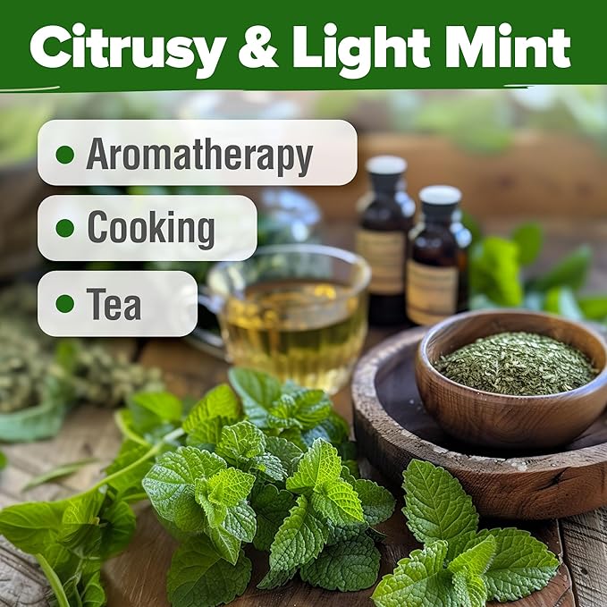 HOME GROWN Lemon Balm Seeds– 806 𝗡𝗢𝗡-𝗚𝗠𝗢 Heirloom Seeds for Planting – Melissa officinalis Herb for Tea, Garden, Indoor or Outdoor Growing–Plant for Pots, Beds & Hydroponics(Melissa officinalis)