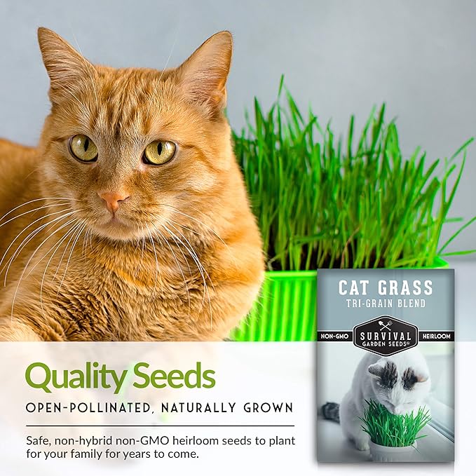 Cat Grass Seed for Planting - 5 Packets with Instructions to Plant & Grow Greens for Your Pet Indoors or Outdoors in a Container or Garden - Non-GMO Heirloom Variety - Survival Garden Seeds