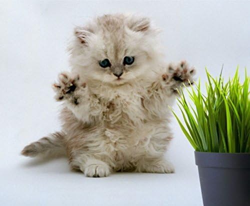 Simple Cat Grass Blend | 100% US Organic + 4 Popular Seeds | Wheat, Barley, Oats, Rye Mix Combo | Show Your Love with a Healthy Pet Snack Treat (6 Ounce ~4800 Seeds)