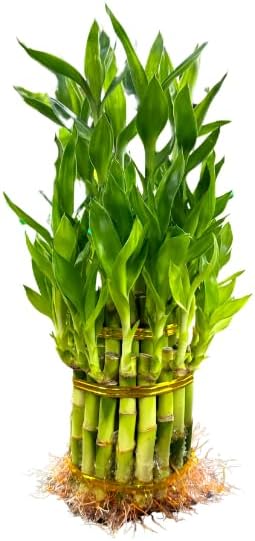 Live Two Tier Lucky Bamboo Plant - Bundle of 15 Stalks - Easy to Grow, Air Purifying, Live Indoor Houseplants Flowers for Home Office Wedding Decor & Giftable