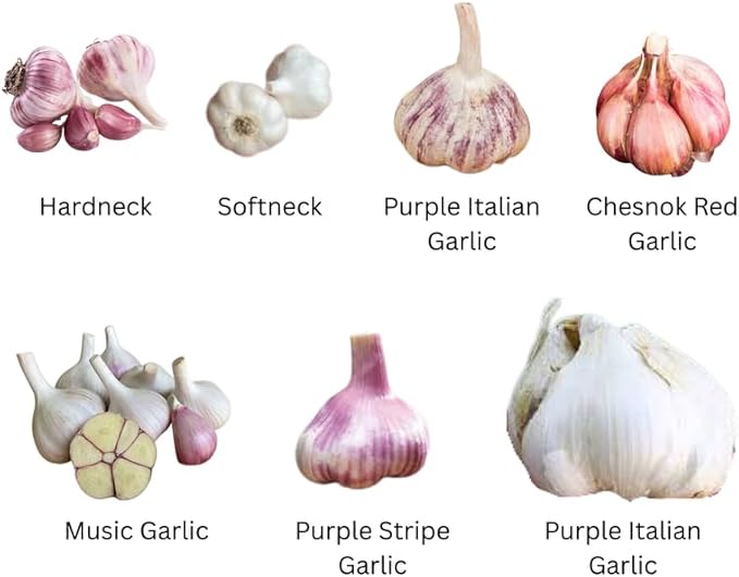 1 Pound Garlic for Planting in Fall Mix Random Softneck Hardneck, 8 Assorted Garlic Bulbs for Planting, Fresh and High Yield Bulb Variety Pack, Hardy and Fast Growing