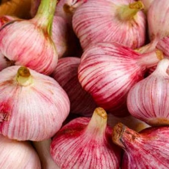 1 Pound Garlic for Planting in Fall Hardneck, 8 Chesnok Red Garlic Bulbs for Planting, Fresh and High Yield Bulb Variety Pack, Hardy and Fast Growing