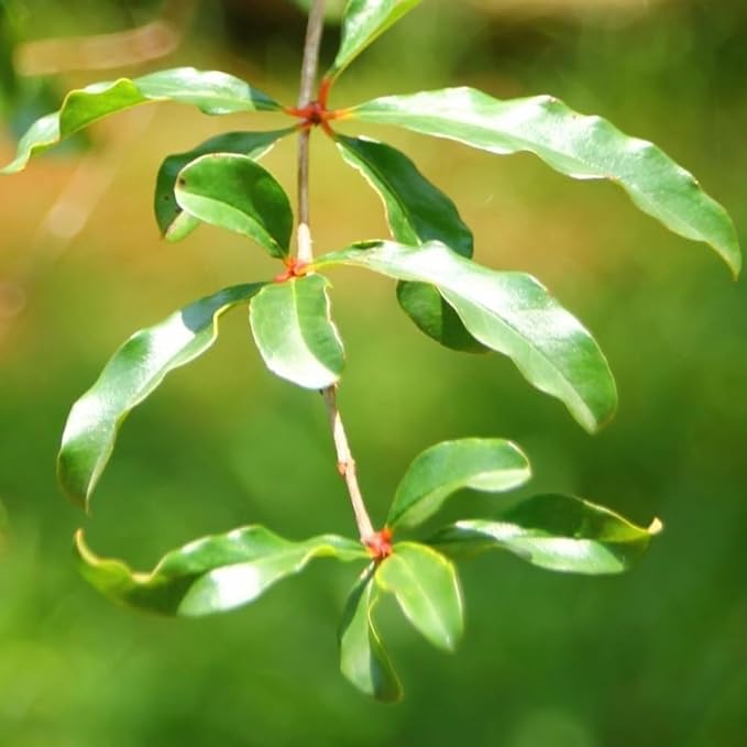 Live Dwarf Pomegranate Plant (Punica Granatum) - Compact, Ornamental Fruit Bearing Shrub, Indoor/Outdoor (2 pom-Dwarf sacs)