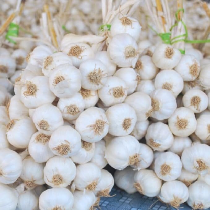 1 Pound Garlic for Planting in Fall Hardneck, 8 White Garlic Bulbs for Planting, Fresh and High Yield Bulb Variety Pack, Hardy and Fast Growing
