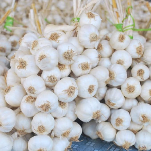 1 Pound Garlic for Planting in Fall Hardneck, 8 White Garlic Bulbs for Planting, Fresh and High Yield Bulb Variety Pack, Hardy and Fast Growing