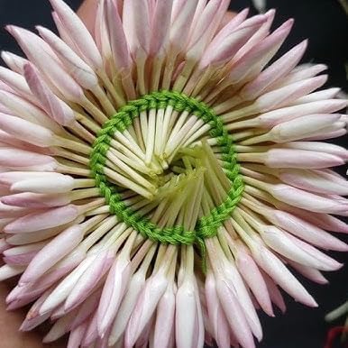 Pink Jasmine Vine - Jasminum Polyanthum - Fragrant & Blooming, Perfect for Indoor/Outdoor Decor (2 Pink jas Cups)