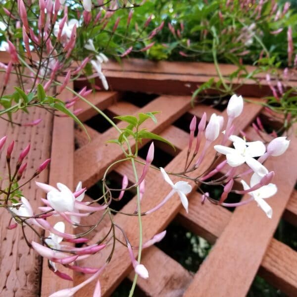 Pink Jasmine Vine - Jasminum Polyanthum - Fragrant & Blooming, Perfect for Indoor/Outdoor Decor (2 Pink jas sacs)