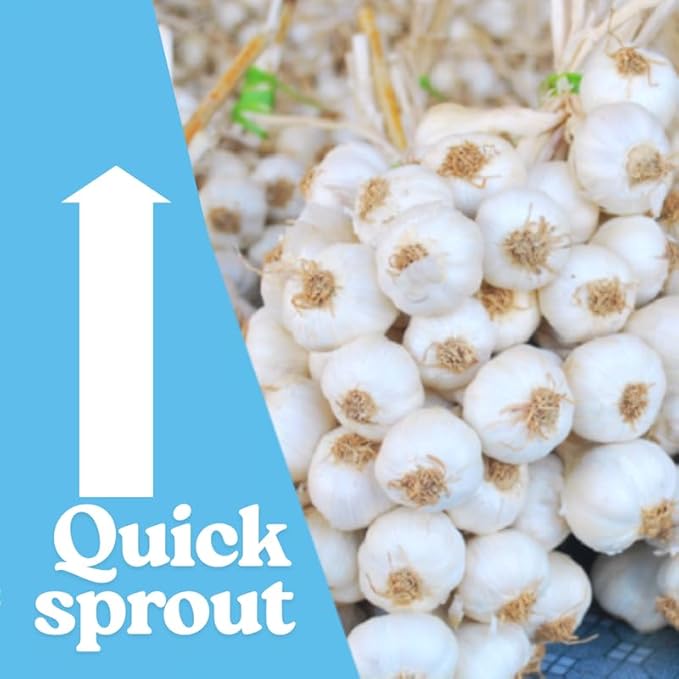 1 Pound Garlic for Planting in Fall Hardneck, 8 Red Garlic Bulbs for Planting, Fresh and High Yield Bulb Variety Pack, Hardy and Fast Growing