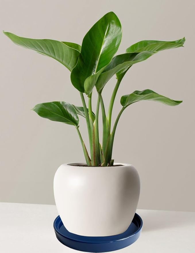 Plant Saucer Pot Tray Planter Saucers 4 Pack 4 5 6 7 8 9 10 11 12 13 15 Inch for Indoors Outdoor, Durable Sturdy Ceramic Flower Drainage drip Water Tray for Glazed Pots Base (4.7 Inch-Blue)