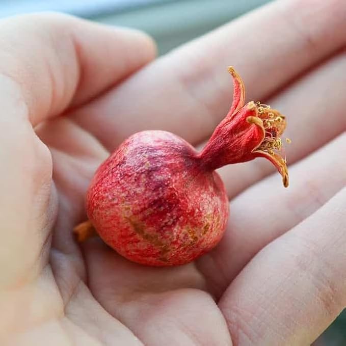 Live Dwarf Pomegranate Plant (Punica Granatum) - Compact, Ornamental Fruit Bearing Shrub, Indoor/Outdoor (2 pom-Dwarf Cups)