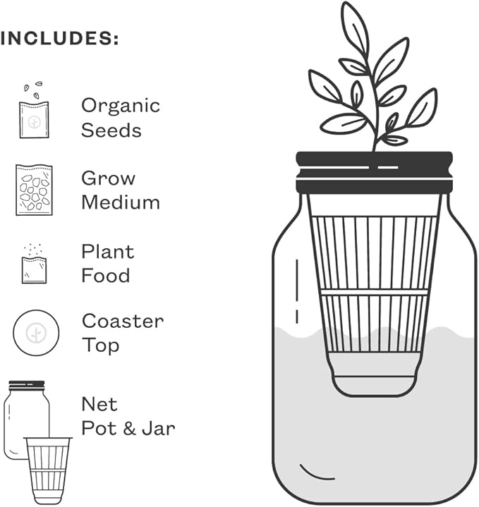 Modern Sprout Mason Garden Jar - Self-Watering Hydroponics Growing System Kit with Organic Herb Seeds - Jar Planter for Indoor Herb Garden - Seed Starter Kit - Home Decor & Gifting - Basil+Cilantro