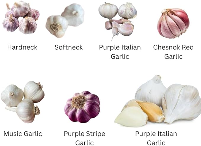 1 Pound Garlic for Planting in Fall Hardneck, 8 White Garlic Bulbs for Planting, Fresh and High Yield Bulb Variety Pack, Hardy and Fast Growing