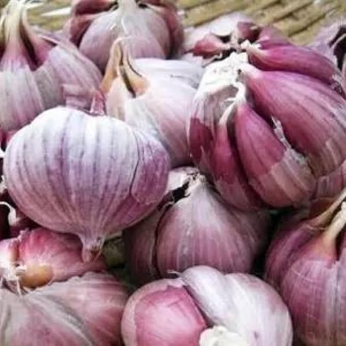 1 Pound Garlic for Planting in Fall Hardneck, 8 Purple Garlic Bulbs for Planting, Fresh and High Yield Bulb Variety Pack, Hardy and Fast Growing
