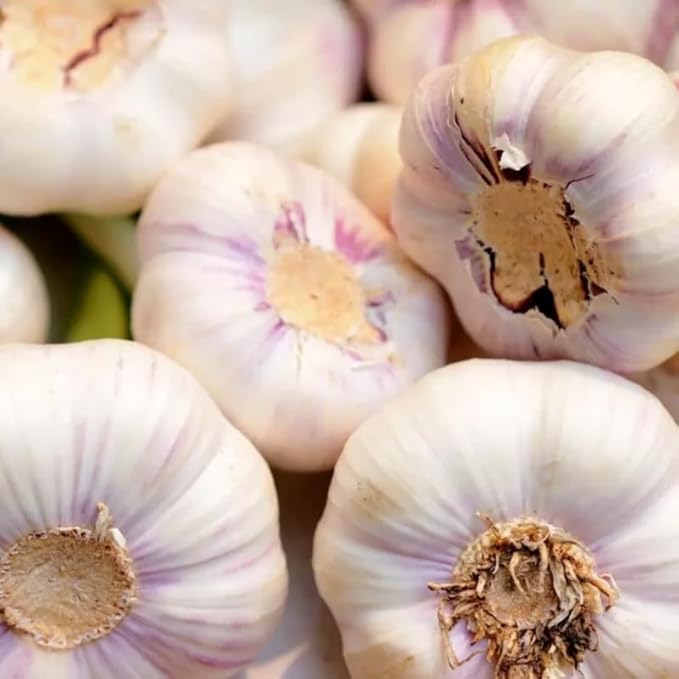 1 Pound Garlic for Planting in Fall Hardneck, 8 Music Garlic Bulbs for Planting, Fresh and High Yield Bulb Variety Pack, Hardy and Fast Growing