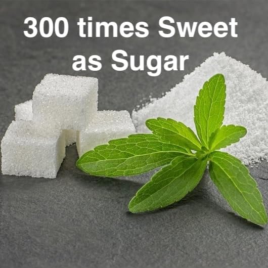 Live Stevia rebaudiana Plants, Sweet Leaf or Sugar Leaf, Natural Sugar Substitute Herb, Easy to Grow (4 stevia sacs)