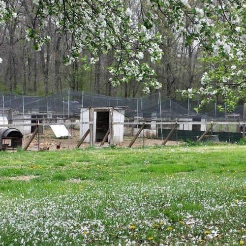 Poultry Netting 1" or 2" Mesh Heavy Knotted Nets Aviary Gamefowl Quail Chicken Bird Block Net Long Lasting Break/Burst 85/245 lb Polyethylene 8-10 Year Lifespan (25' X 100', 1)