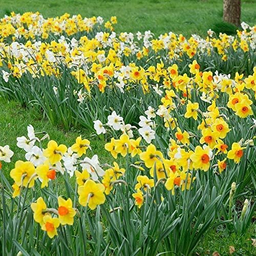 50-Pack Mixed Daffodil Bulbs – Naturalizing Narcissus Variety Pack – Bulk of Spring-Blooming Flowers – Deer Resistant & Cold Hardy – Easy Fall Planting - Plant in Gardens, Borders & Beds