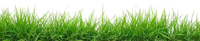 Brownie Brand Majestic Hulled Bermudagrass Seed | Premium Turf Grass for Dense, Drought-Resistant Lawns | Fast-Growing, Heat-Tolerant, Certified Seed for High-Traffic Areas. (5 Pound)