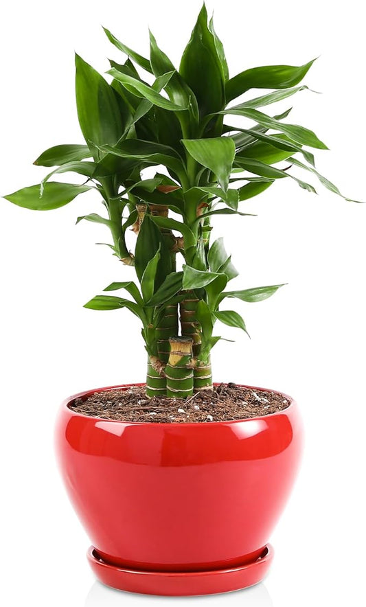 vicrays Ceramic Plant Pots Indoor - 6.5 Inch Planter Pot with Drainage Hole and Saucer for Succulent Orchid Flower Herbs Cactus - Ideal for Gardening Home Desktop Office Decor - Red