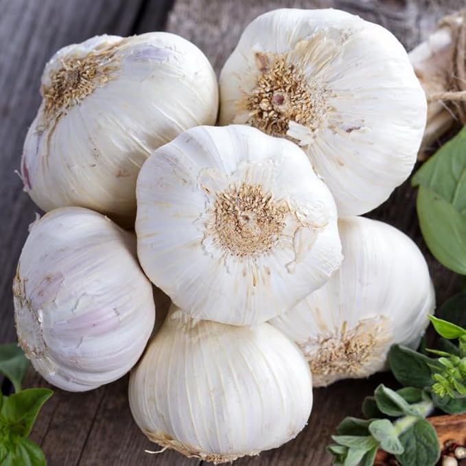 1 Pound Garlic for Planting in Fall Hardneck, 8 Music Garlic Bulbs for Planting, Fresh and High Yield Bulb Variety Pack, Hardy and Fast Growing