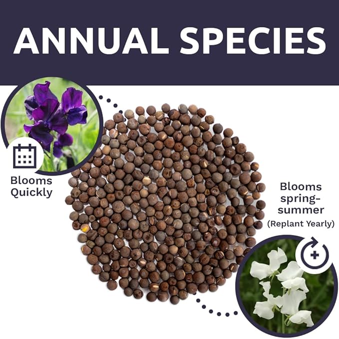 Sweet Pea Seeds Royal Mix - Bulk 1/4 Pound Bag - Over 1,400 Seeds - Large Fragrant Lavender, Purple, Red, Pink and White Blooms