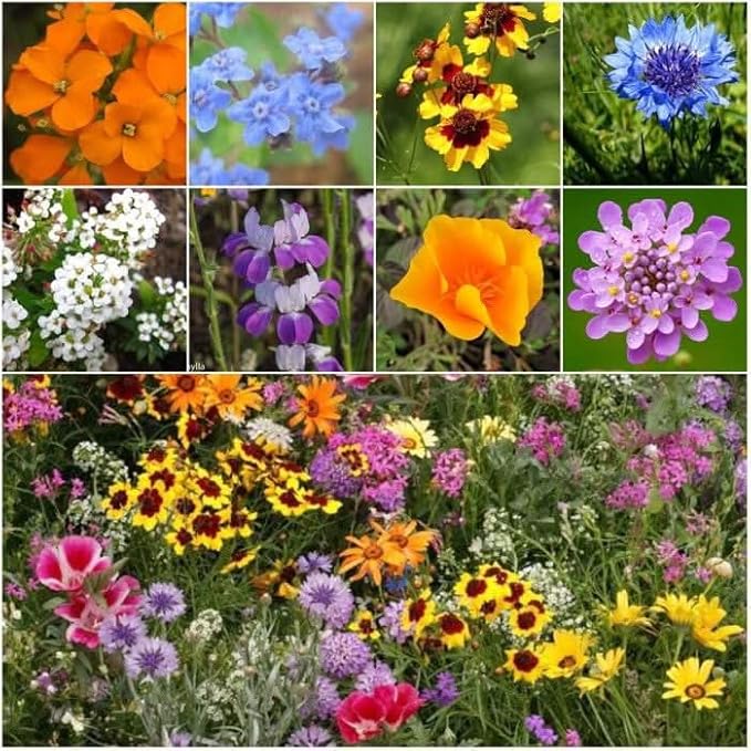 Seed Needs Low Growing Wildflower Flower Seeds for Planting | 2 Packs (1 Ounce Each) Mixture/Blend 17 Varieties | Resealable Package Multicolored Blooms Open Pollinated Mixed Species | Bulk