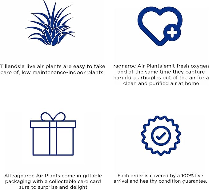 Holiday Hosting Gift Box Giant - 13ct -Tillandsia Air Plant Set - Live Arrival Guaranteed - House Plants for Home Decor & Gift