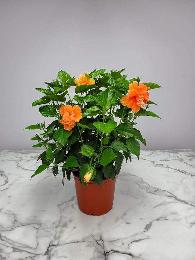 Hibiscus Bush - Double Peach Flowering Plant Live - Overall Height 26" to 28" - Tropical Plants of Florida (Plant Only)