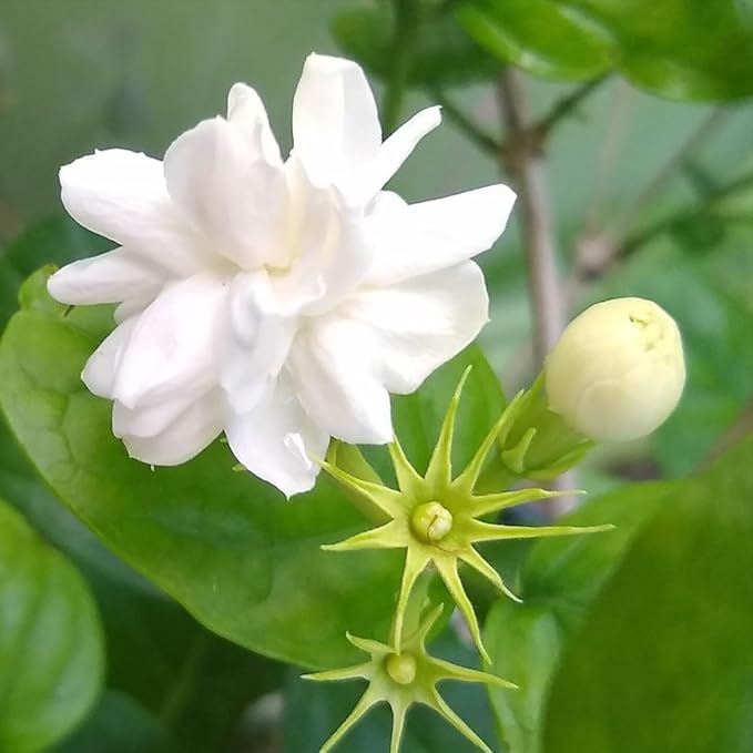 Arabian Jasmine (Jasminum Sambac) - Live, Fragrant, Blooming, Indoor/Outdoor Decorative Plant (2 Arab jas sacs)