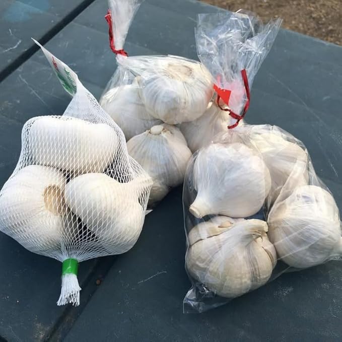 1 Pound Garlic for Planting in Fall Hardneck, 8 Music Garlic Bulbs for Planting, Fresh and High Yield Bulb Variety Pack, Hardy and Fast Growing
