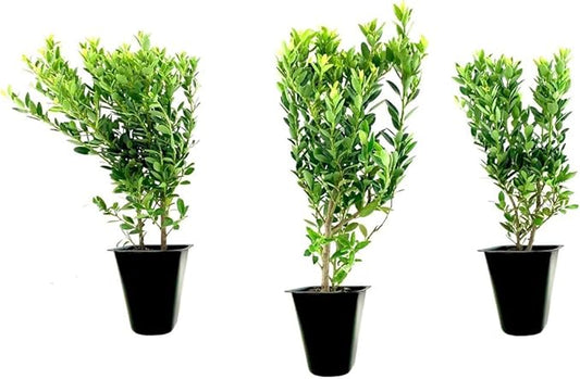 Hoogendoorn Holly Shrub I 40 Live Plants I Ilex Crenata | Lustrous Evergreen for Hedging, Privacy Screens, and Decorative Accents