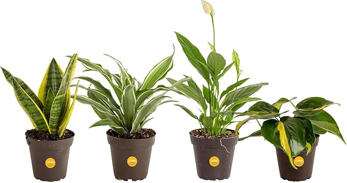 Costa Farms Live Plants (Pack of 4), Easy to Grow Live Indoor Houseplants in 3.8-Inch Plant Pots, Hand-Selected Varieties, Home and Room Decor, 8-10 Inches Tall
