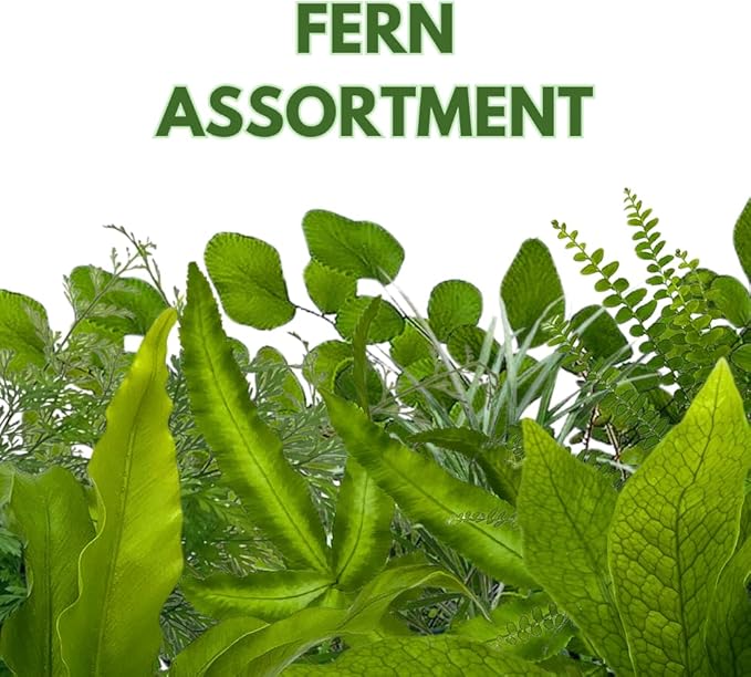 BubbleBlooms Fern Assortment Set, 6 Different Ferns in 4 inch pots, Grower's Choice May Include Staghorn, Asparagus, Club Moss, Heart-Fern, Rabbit's Foot