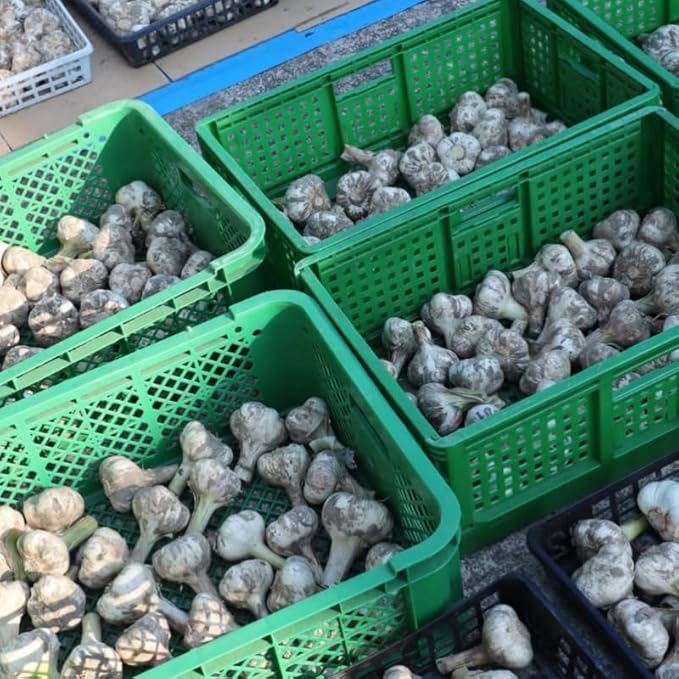 1 Pound Garlic for Planting in Fall Hardneck, 8 Large Garlic Bulbs for Planting, Fresh and High Yield Bulb Variety Pack, Hardy and Fast Growing