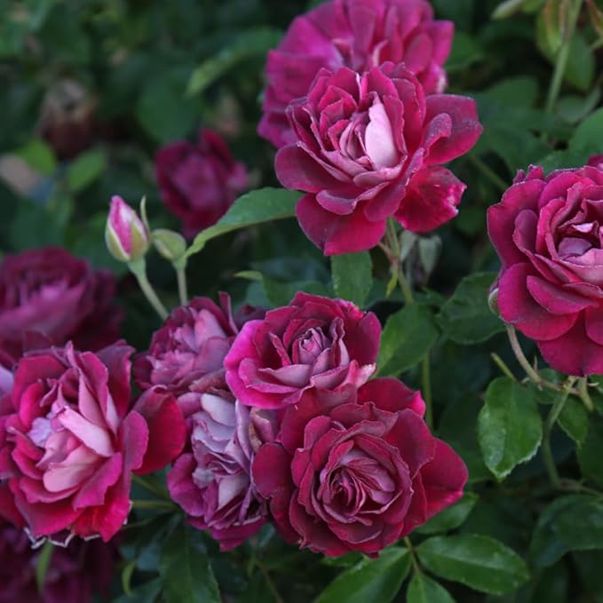 Heirloom Roses Rose Plant - Burgundy Iceberg™ Purple Rose Bush, Shrub Live Plant for Planting Outdoors