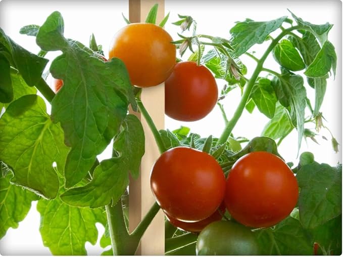 Greenes Fence 2 Ft. Wooden Garden and Sign Post Stakes (50-Pack)