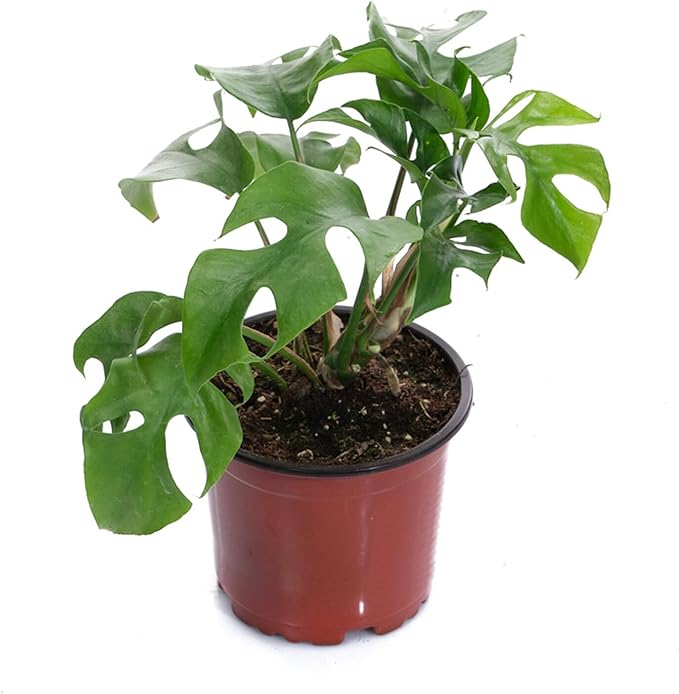 100 PCS 8 Inches Plastic Plant Nursery Pots Reusable for Succulents Seedlings Cuttings TransplantingSeedlings Plastic Plant Pots with Drainage Holes