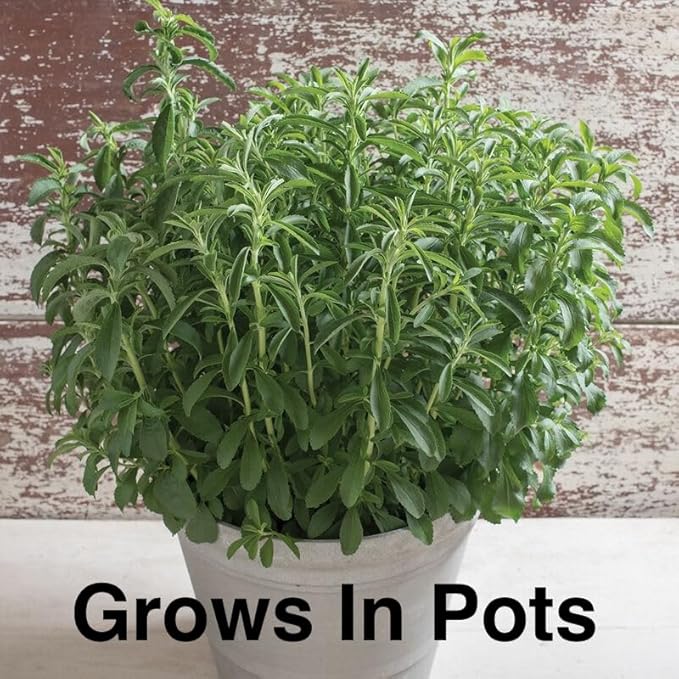 Live Stevia rebaudiana Plants, Sweet Leaf or Sugar Leaf, Natural Sugar Substitute Herb, Easy to Grow (2 stevia sacs)