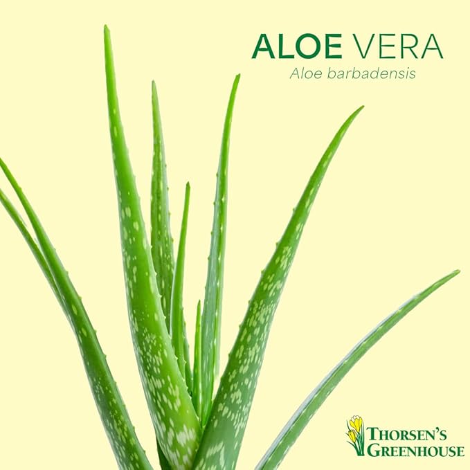 Thorsen's Greenhouse Aloe Vera, Live Indoor Plant, Aloe barbadensis, Easy to Grow, Succulent, Natural Air Purifier, 4" Diameter Pot (Silver - Metal)