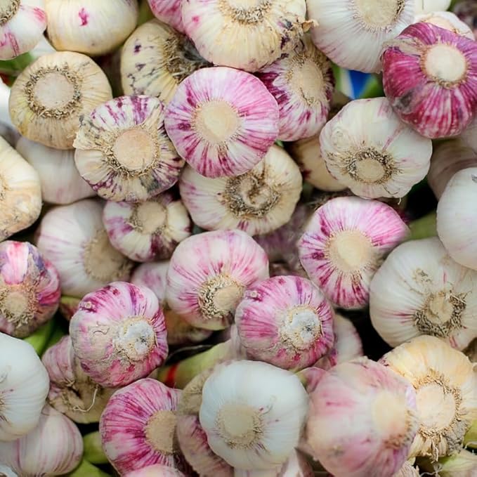 1 Pound Garlic for Planting in Fall Hardneck, 8 Purple Garlic Bulbs for Planting, Fresh and High Yield Bulb Variety Pack, Hardy and Fast Growing